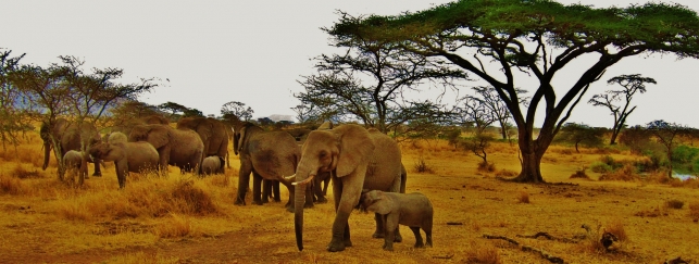 Сафари в Африка, Сафари в Кения и Танзания My Way Travel
